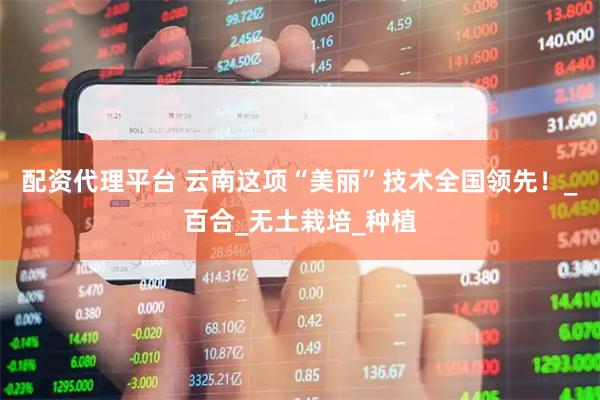 配资代理平台 云南这项“美丽”技术全国领先！_百合_无土栽培_种植