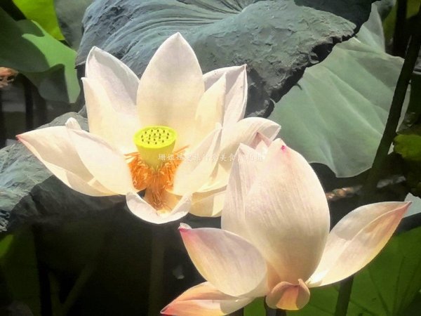最新股票配资配资网 夏末游玩惠州丰渚园：古筑映荷添雅，尾季荷花“私藏”角度显惊艳