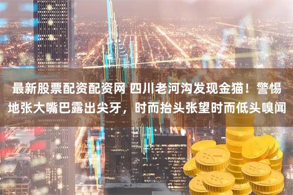 最新股票配资配资网 四川老河沟发现金猫！警惕地张大嘴巴露出尖牙，时而抬头张望时而低头嗅闻